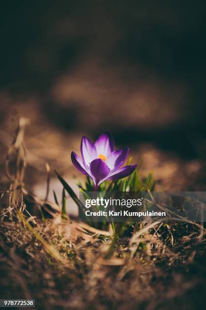 close-up of crocus flower, finland - finland spring stock pictures, royalty-free photos & images