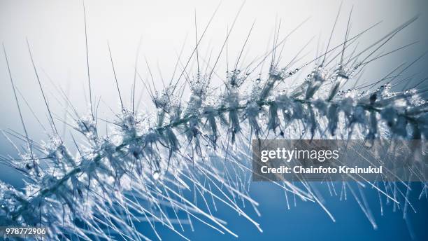 dew drop on hairy fountain grass - fountain grass stock pictures, royalty-free photos & images