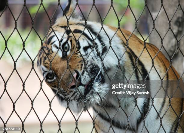 tiger in the cage - zoo cage stock-fotos und bilder