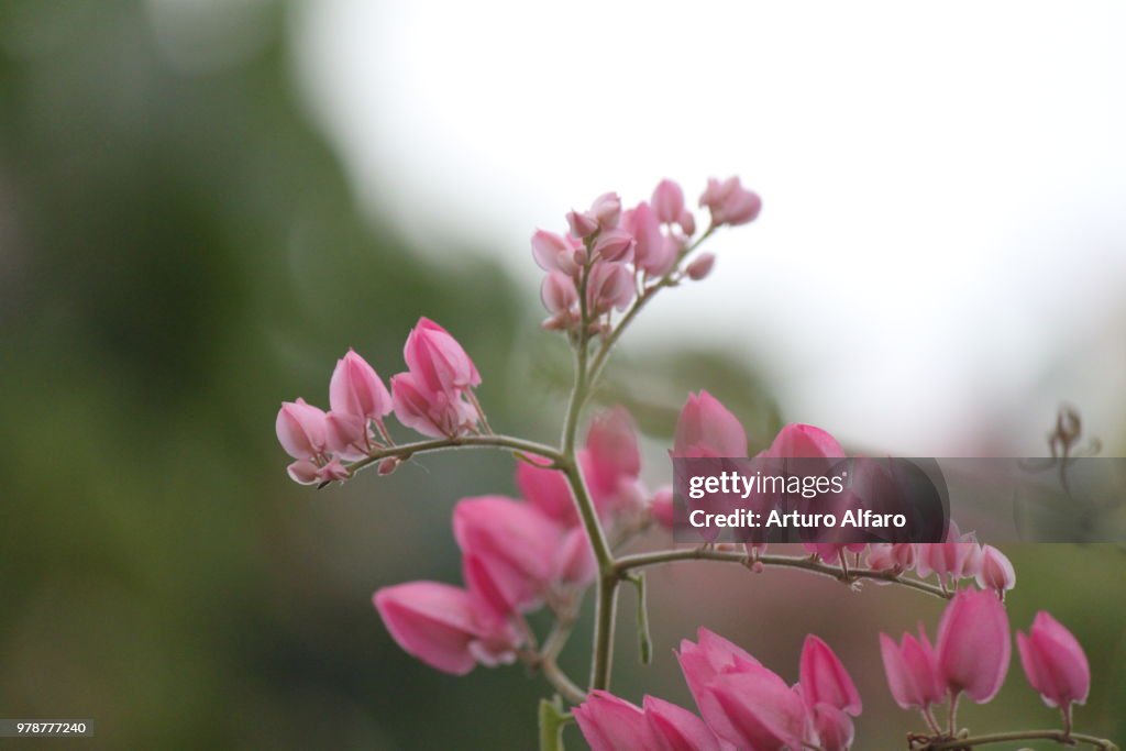 Pink Flowers