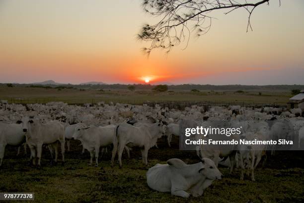 fazenda - fazenda fotografías e imágenes de stock