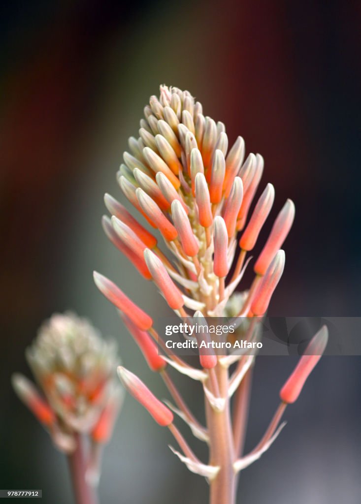 Nice flower