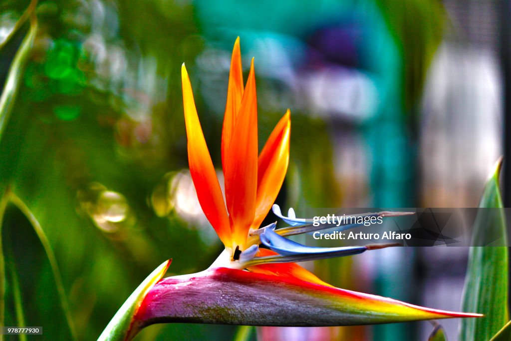 Exotic flower