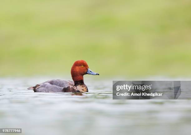 Redhead Drake 83 Red Head Drake Stock Photos, High-Res Pictures, and Images - Getty ...