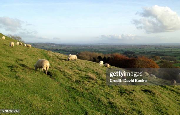 herd of sheep grazing in meadow, glastonbury, england, uk - kleiner hügel stock-fotos und bilder