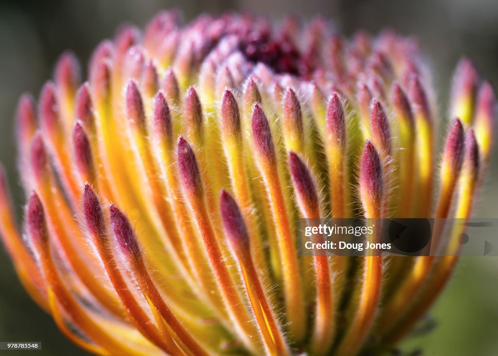 Pincushion (Leucospermum sp),