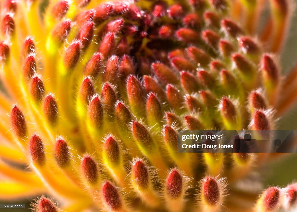 Pincushion (Leucospermum sp),
