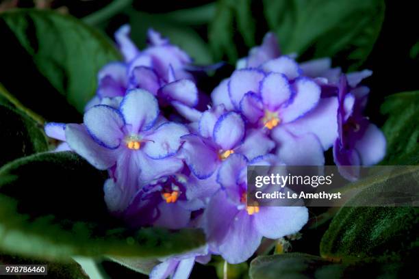 Blue Violet High-Res Stock Photo