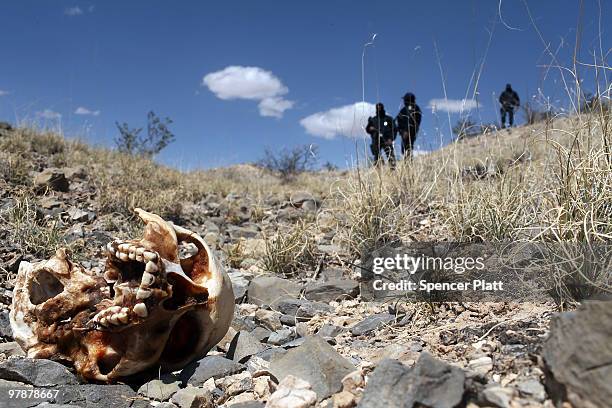 Mexican police stand near a skull discovered with other remains in what is thought to be a large grave in the desert of victims of recent drug...