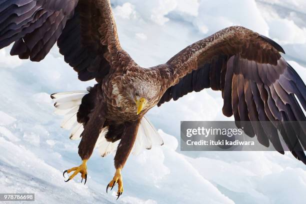 39 437点の鷹のストックフォト Getty Images 39 437点の鷹のストックフォト Getty Images