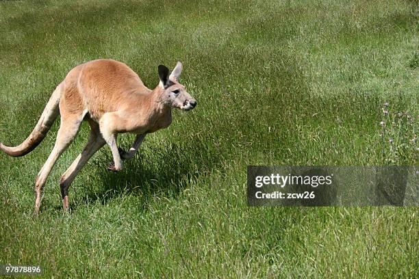 kangaroo - kangaroo jump stock pictures, royalty-free photos & images