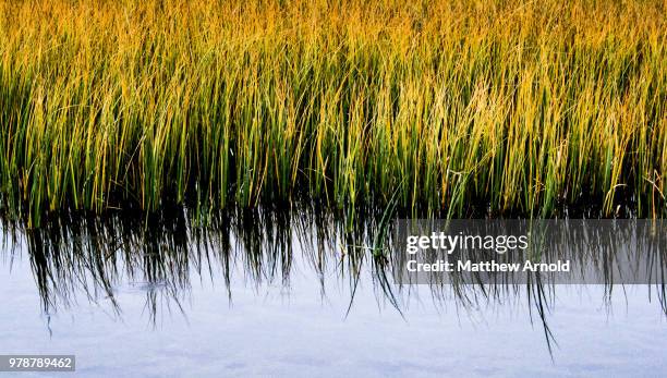 water grass - matthew marsh stock pictures, royalty-free photos & images