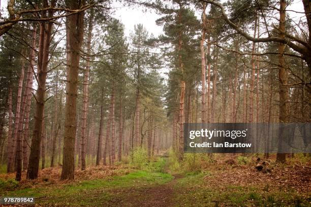 thick coniferous forest, cannock chase, england, uk - cannock chase - fotografias e filmes do acervo