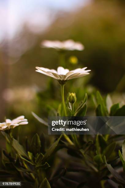 marguerite - edelweiss stock pictures, royalty-free photos & images