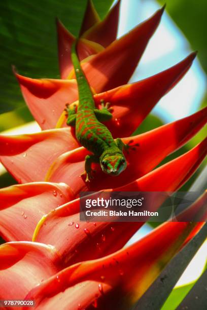 madagascar gecko - blake green stockfoto's en -beelden