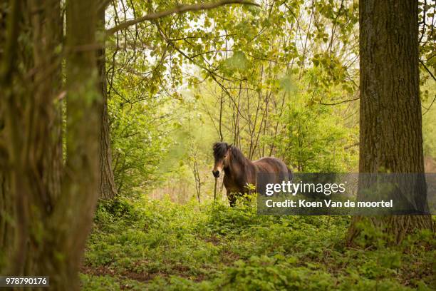 exmoor pony - exmoor pony stock pictures, royalty-free photos & images