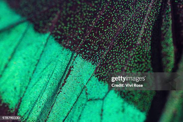 emerald swallowtails (papilio palinurus) wing - papilio palinurus stock pictures, royalty-free photos & images