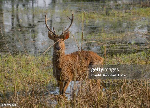 Barasinghs Images 115 Barasingha Stock Photos, High-Res Pictures, and Images - Getty Images