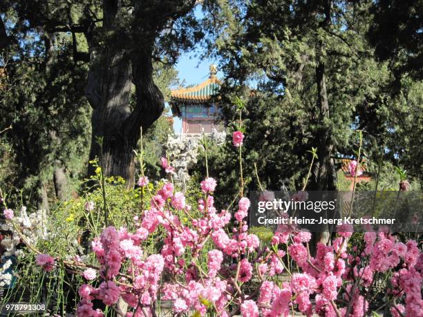 3,680 Pink Beijing Stock Photos, High-Res Pictures, and Images - Getty ...