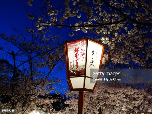 cherry blossom festival lamps - lantern festival cherry blossom stockfoto's en -beelden