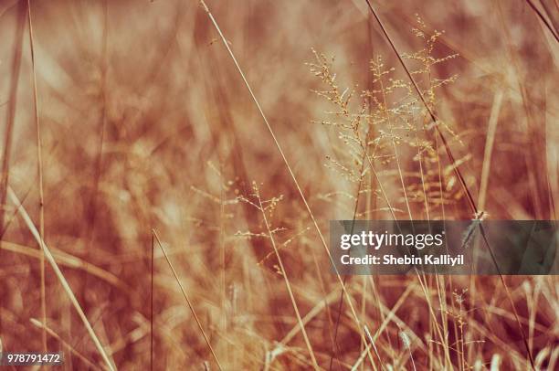 frameless 2 - frameless stock pictures, royalty-free photos & images