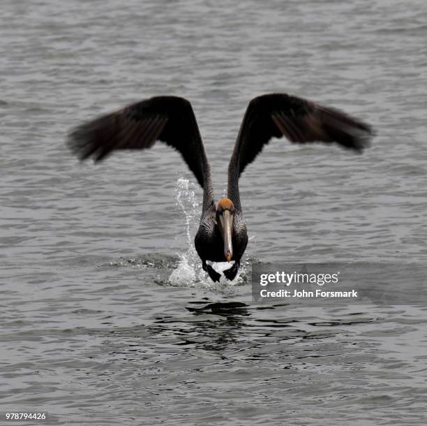 fort pierce,usa - fort pierce stock pictures, royalty-free photos & images