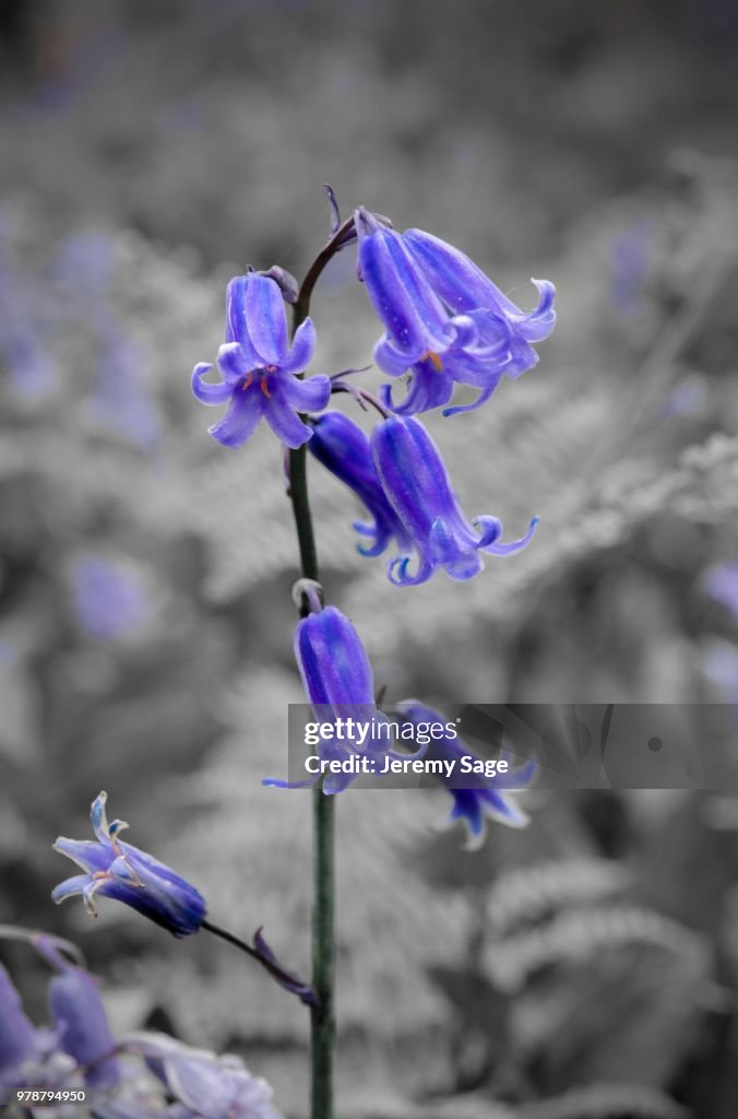 English Bluebell selective colour art