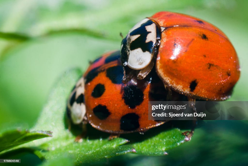 Lady- and gentlebug