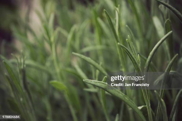 lavandula angustifolia - angustifolia stock pictures, royalty-free photos & images