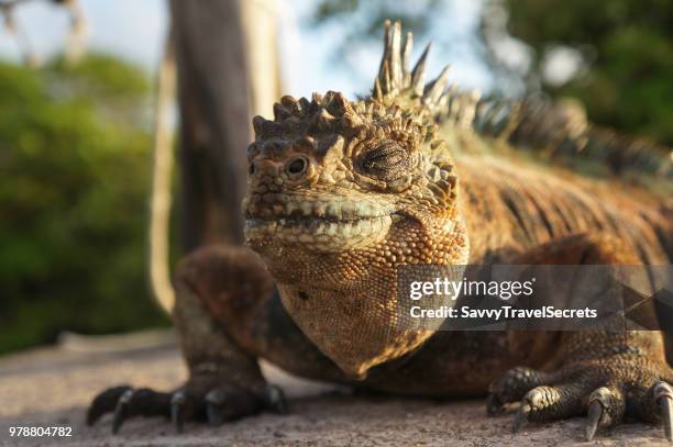 a sleepy godzilla - galapagoslandleguaan stockfoto's en -beelden