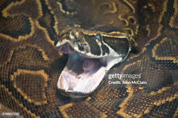 python - tijgerpython stockfoto's en -beelden