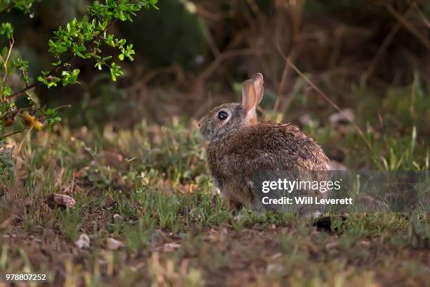 Leverett Photos and Premium High Res Pictures - Getty Images