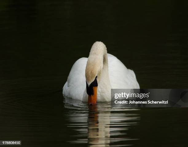 schwan - schwan foto e immagini stock