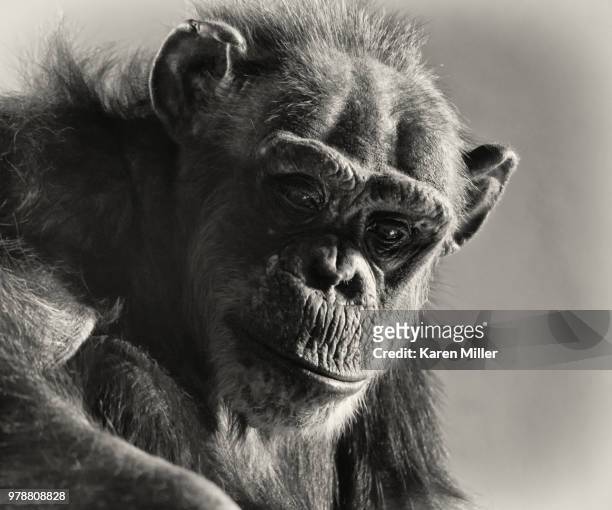 chimp - karen miller stock pictures, royalty-free photos & images