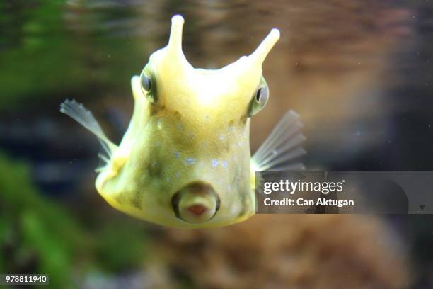 hidden beauty - longhorn cowfish stock pictures, royalty-free photos & images