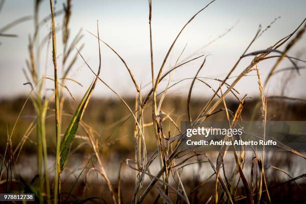 shrubs in a lagoon - andres ruffo fotografías e imágenes de stock