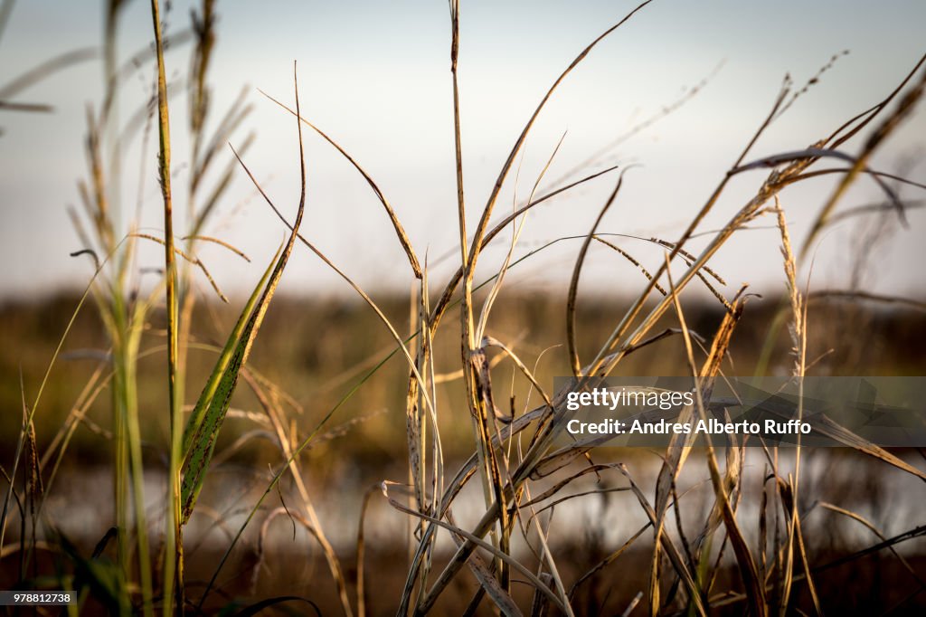 Shrubs in a lagoon