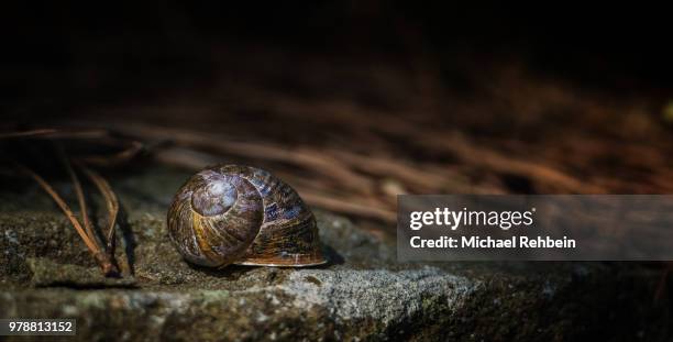 the old shell - macro shell stock pictures, royalty-free photos & images