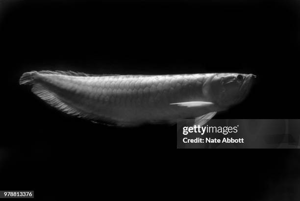 arowana - arowana stockfoto's en -beelden