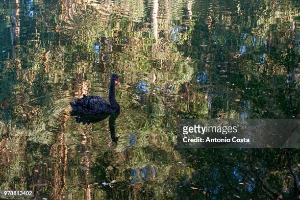 black swan (cisne negro) swimming in water - cisne stock pictures, royalty-free photos & images