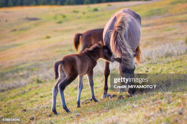 family - miyamoto y stock pictures, royalty-free photos & images