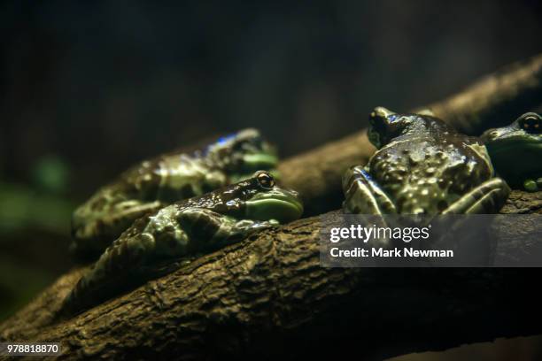 38 California Tree Frog Stock Photos, HighRes Pictures, and Images