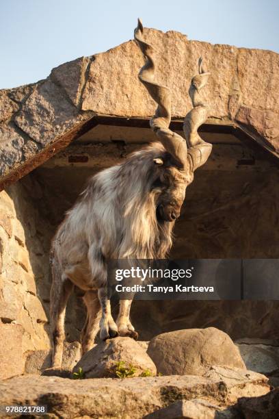 markhor - markhor stock-fotos und bilder