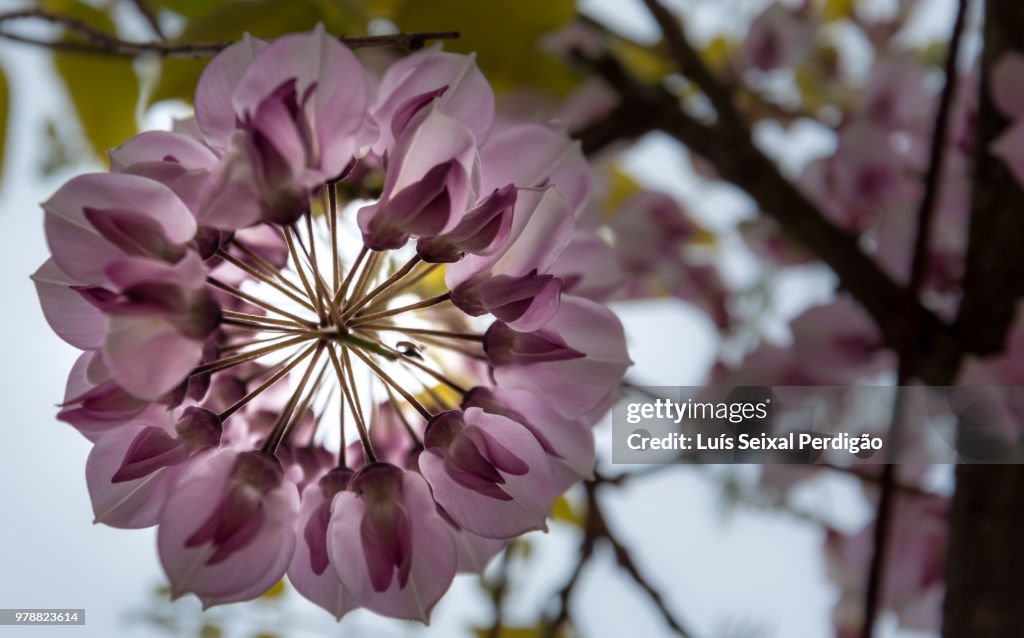 Pink wisteria (Wisteria Nutt.) from below, Ponte de Lima, Norte, Portugal