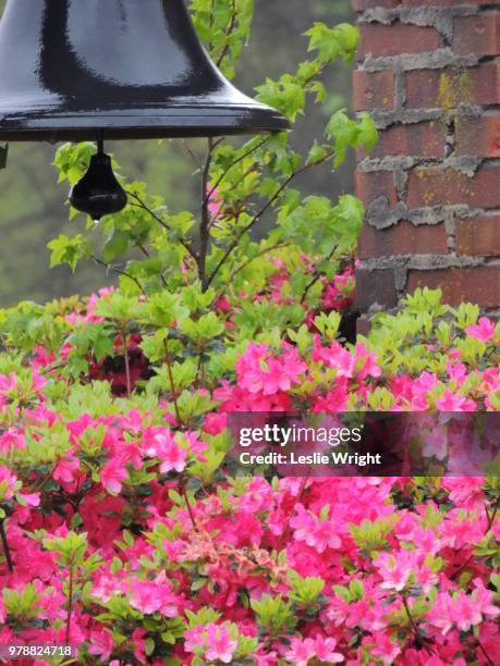 Springing And Ringing 217 Leslie Wright Stock Photos, High-Res Pictures, and Images - Getty ...