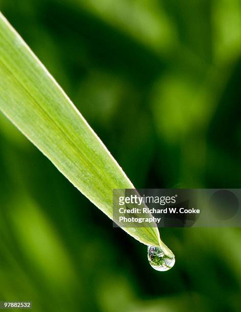dew drop - coupeville stock pictures, royalty-free photos & images