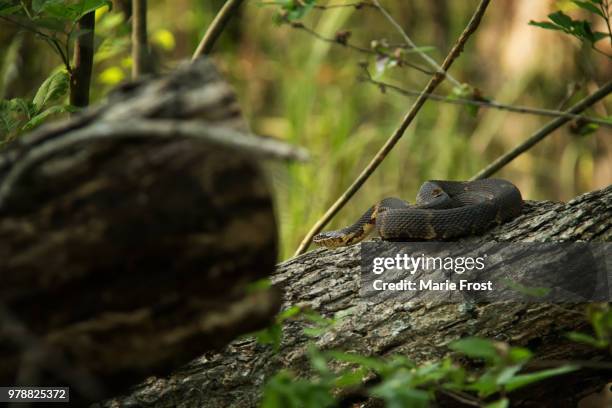 broadbanded water snake - water snake stock pictures, royalty-free photos & images