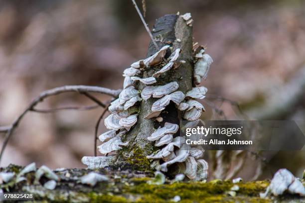 fungi on fallen tree - lachen photos et images de collection