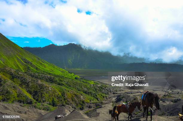 bromo mountain - bromo horse stock pictures, royalty-free photos & images