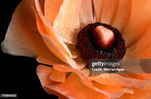 Peach Ranun Peach Ranunculus Photos and Premium High Res Pictures - Getty Images